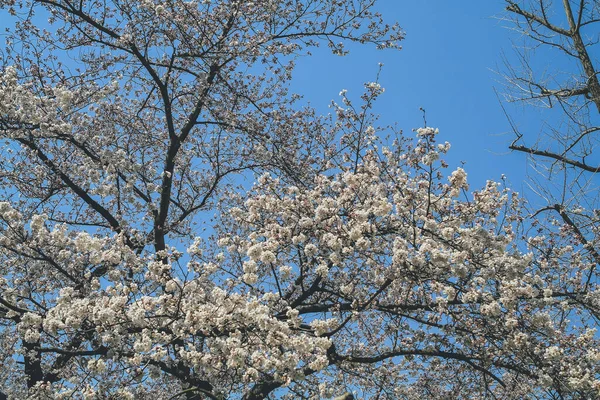 Krásné Třešňové Květy Bílá Sakura Květina Zámek Nijo — Stock fotografie