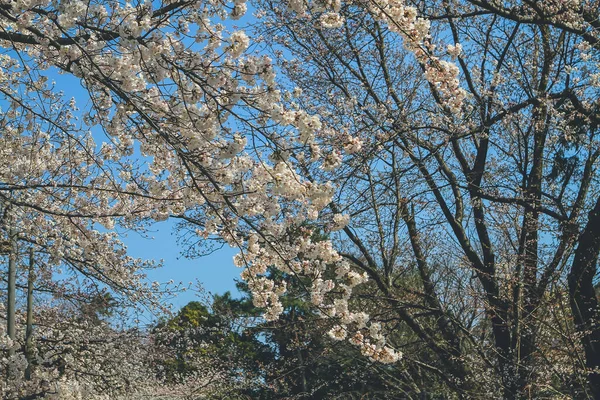 Květ Třešně Sakura Zámek Nijo — Stock fotografie