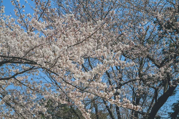 Flor Cerezo Blanco Flor Sakura Castillo Nijo — Foto de Stock