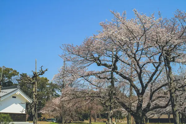 Bahar Serisi Güzel Cherry Blossom Beyaz Sakura Çiçek Çiçekler — Stok fotoğraf