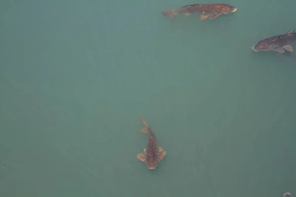 궁전의 못에서 수영하는 물고기들 — 스톡 사진