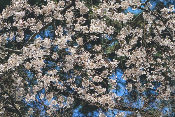 Wiosenne Kwiaty Serii Kwiat Wiśni Kwiat Sakura — Zdjęcie stockowe