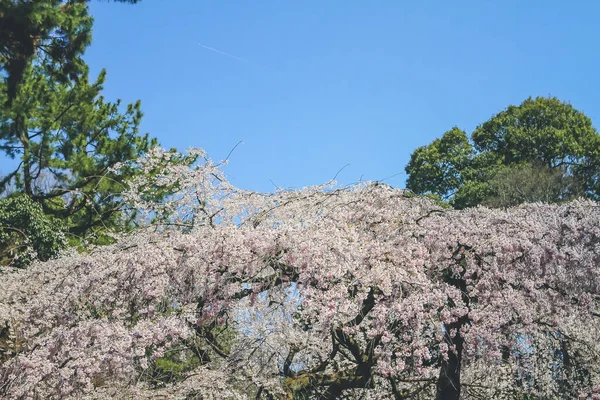 Kyoto Japan Cherry Trees Sakura Nijo Castle Park — Stock Photo, Image