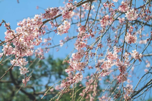 Una Serie Flores Primavera Flor Cerezo Flor Sakura —  Fotos de Stock
