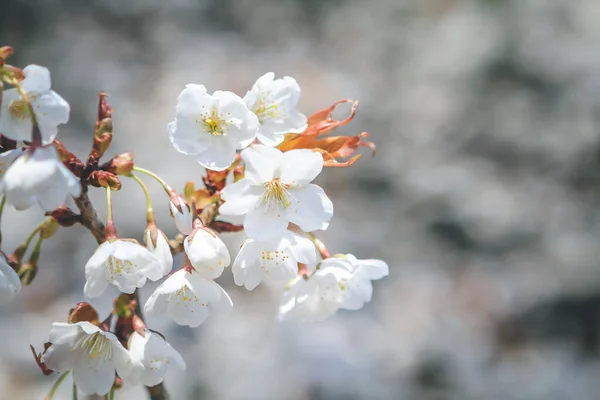 Série Flores Primavera Flor Cereja Uma Flor Sakura Branca — Fotografia de Stock