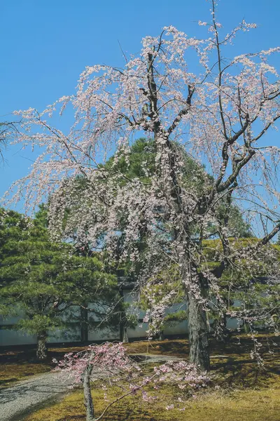 Kiraz Çiçeği Kyoto Mparatorluk Sarayı Bahçesi — Stok fotoğraf