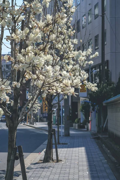 Fiore Primavera Vista Sulla Strada Osaka Giappone — Foto Stock