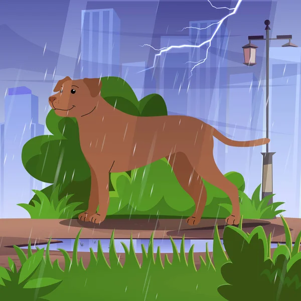 Şehir parkında köpek yağmurun altında yürüyor..