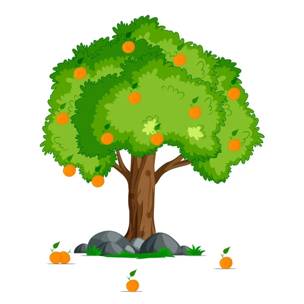 beyaz zemin üzerine portakal ağacı