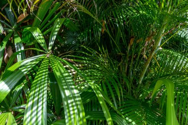 Tayland 'da tropik bir ormanda yemyeşil bitkiler