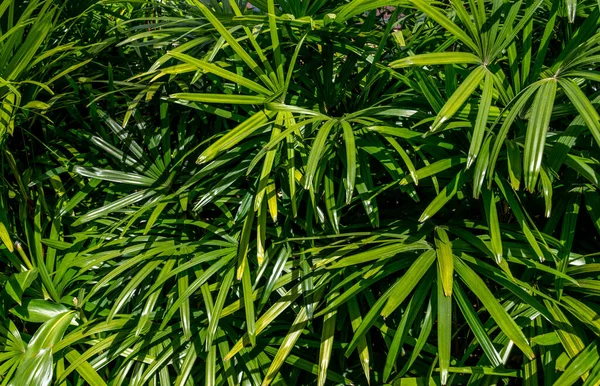 Plantas Verdes Exuberantes Uma Selva Tropical Tailândia — Fotografia de Stock