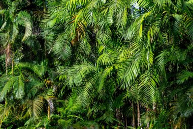 Tayland 'da tropikal bir ormanda yemyeşil bir bitki.