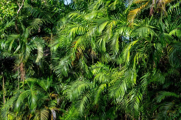 Feuillage Luxuriant Dans Une Jungle Tropicale Thaïlande — Photo