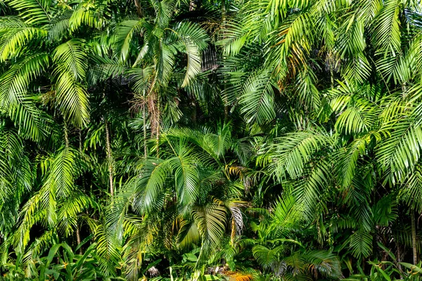 Folhagem Exuberante Uma Selva Tropical Tailândia — Fotografia de Stock