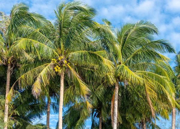 Coconut Palms Southeast Asia — 图库照片