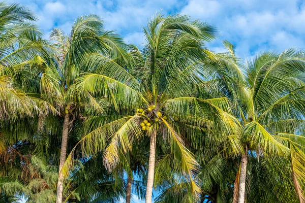 Coconut Palms Southeast Asia — 图库照片