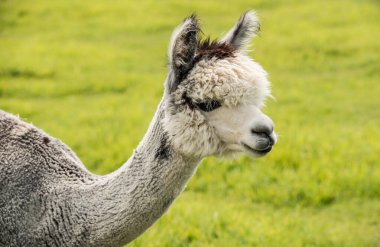 Oregon 'da bir çiftlikte seyreltilmiş alpaka.