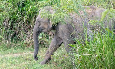 Sri Lanka 'da bir ormanda Asya fili