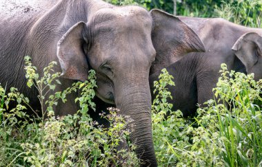 Sri Lanka 'da bir ormanda Asya fili
