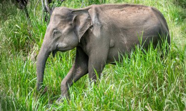 Sri Lanka 'da bir ormanda Asya fili