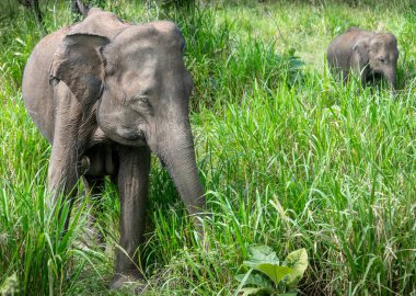 Sri Lanka 'da bir ormanda Asya fili