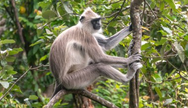 Sri Lanka 'da bir ormanda gri langur maymunu