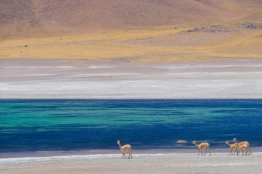 Şili 'deki And Dağları' nda Guanaco