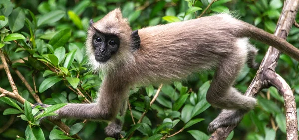 スリランカのジャングルの中の灰色のラングール猿 — ストック写真