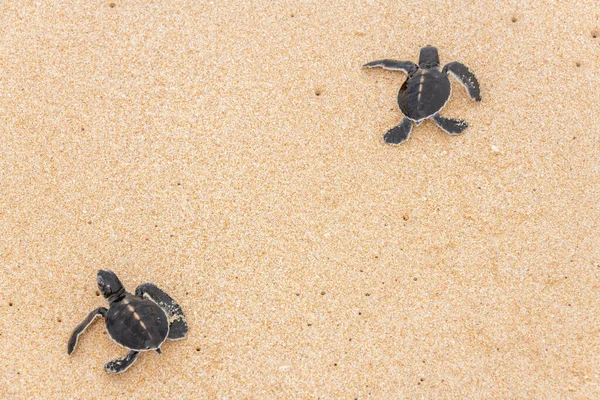 Недавно Вылупившиеся Морские Черепахи Песчаном Пляже Шри Ланки — стоковое фото