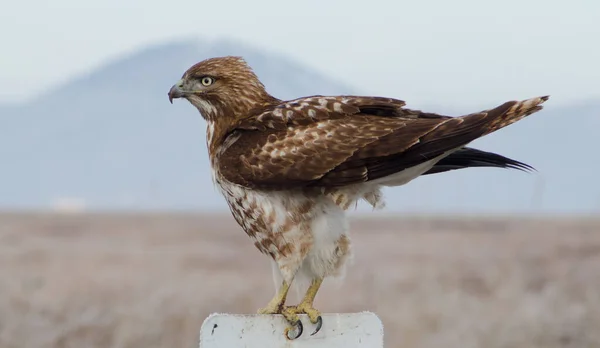 Rough Legged Hawk Northern California — Stock Photo, Image