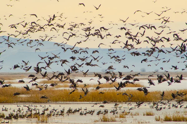 Wasservögel Morgengrauen Einem Refugium Nordkalifornien — Stockfoto