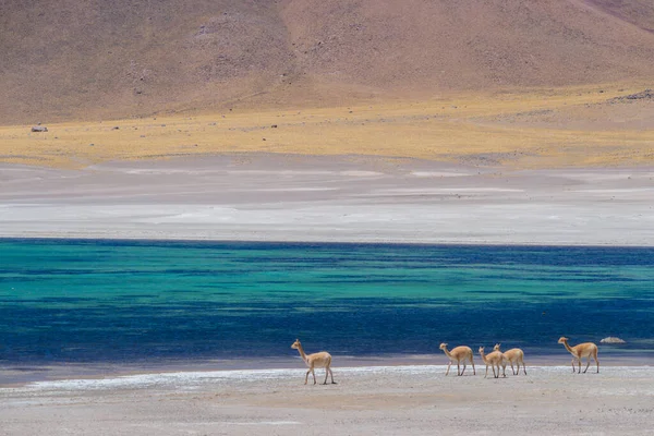 Guanaco Andach Chile — Zdjęcie stockowe