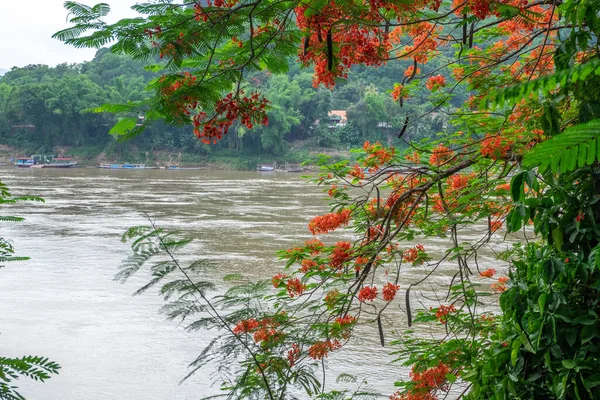 Flores Uma Árvore Com Rio Mekong Fundo Laos — Fotografia de Stock