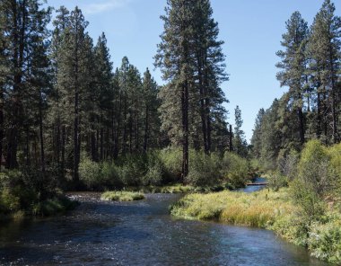 Oregon 'un merkezindeki Bend yakınlarında yayla beslenen Metolius Nehri.