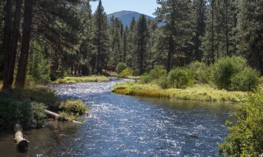 Oregon 'un merkezindeki Bend yakınlarında yayla beslenen Metolius Nehri.