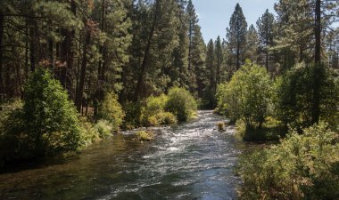 Oregon 'un merkezindeki Bend yakınlarında yayla beslenen Metolius Nehri.