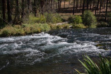 Oregon 'un merkezindeki Bend yakınlarında yayla beslenen Metolius Nehri.