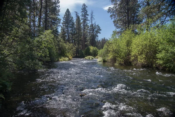 Oregon 'un merkezindeki Bend yakınlarında yayla beslenen Metolius Nehri.