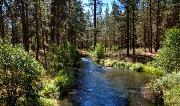 Spring Fed Metolius River Central Oregon Bend — Stock Photo, Image
