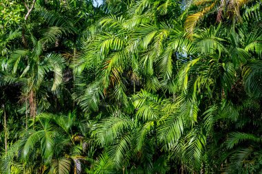 Tropikal yağmur ormanlarında yeşil yaprakların yakın çekimi