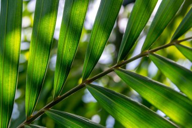 Tropikal yağmur ormanlarında yeşil yaprakların yakın çekimi
