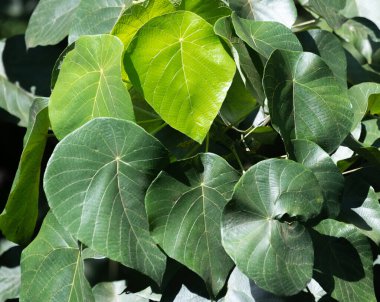 Tropikal yağmur ormanlarında yeşil yaprakların yakın çekimi