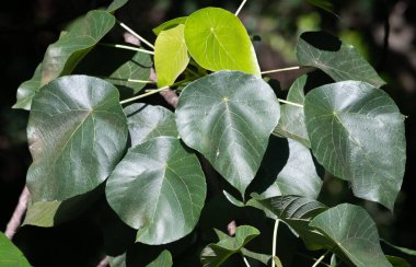 Tropikal yağmur ormanlarında yeşil yaprakların yakın çekimi