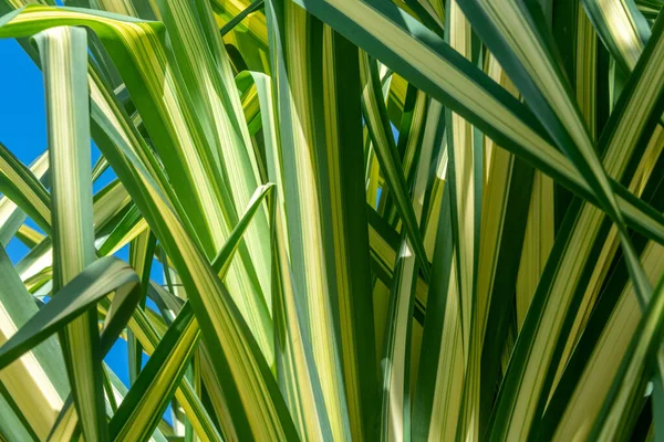 Visão Close Folhas Uma Planta Milho Contra Céu Azul Profundo — Fotografia de Stock