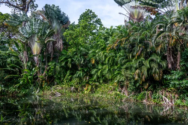 Tropikalna Laguna Lesie Deszczowym Azji — Zdjęcie stockowe