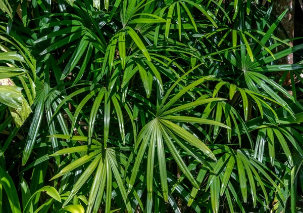 Close Folhas Verdes Uma Floresta Tropical — Fotografia de Stock