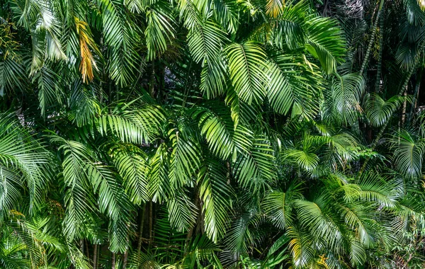 Primer Plano Las Hojas Verdes Una Selva Tropical — Foto de Stock