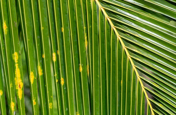 Gros Plan Des Feuilles Vertes Dans Une Forêt Tropicale Humide — Photo