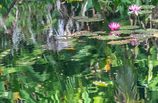 Réflexions Dans Une Lagune Tropicale Dans Une Forêt Tropicale — Photo