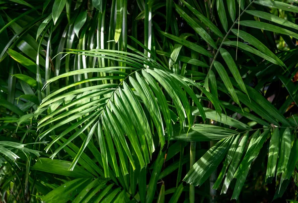 Gros Plan Des Feuilles Vertes Dans Une Forêt Tropicale Humide — Photo